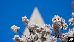 Cherry Blossom Festival