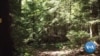NASA Satellite Will Measure the World's Forests