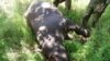 A rhino killed for its horn lies dead in a South African game reserve … Conservationists say if they build good relationships with communities living in or near game reserves, it could decrease incidents of poaching, as poachers often get information from