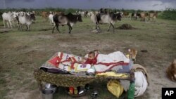 A young Indian child rests near a herd of cattle in Bagodara, India. The showers, which normally run from June to September in large areas of what is now a drought affected the country, Aug. 23, 2012.