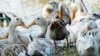 Cambodia Bird Flu