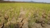 FILE - Rice plants sprout from cracked, dry earth in Ryongchon-ri, North Korea, June 22, 2012.