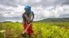 Mousaka Fernanda cultive un champ dans un village près de Lubango dans la province de Huila en Angola, le 15 février 2020.
C'est l'une des régions frappée par la sécheresse qui a asséché la plupart des sources d'eau et dévasté les cultures dans le pays. (AFP/ Osvaldo Silva )