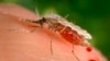 This file photo provided by the Centers for Disease Control and Prevention (CDC) shows a feeding female Anopheles Stephensi mosquito. (James Gathany/CDC via AP, File)