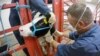 FILE - Blood is taken from a calf vaccinated against bird flu at a National Animal Disease Center facility in Ames, Iowa, July 31, 2024. It was reported Oct. 3, 2024, that California is looking at a possible case of bird flu in a dairy worker. (USDA)