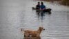 Un chien se tient sur une route inondée alors qu'un canoë glisse après l'ouragan Iota à Bilwi, Puerto Cabezas, Nicaragua, le 18 novembre 2020.