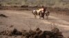 FILE - A 2011 photo shows a Djiboutian woman with her donkeys looking for pastures in Garabtisan, a village in northern Djibouti.