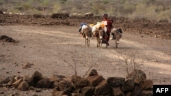 FILE - A 2011 photo shows a Djiboutian woman with her donkeys looking for pastures in Garabtisan, a village in northern Djibouti.
