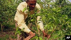 Agricultor de Café 