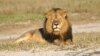 In this undated photo provided by the Wildlife Conservation Research Unit, Cecil the lion rests in Hwange National Park, in Hwange, Zimbabwe. 