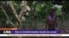 Vers la transformation locale du cacao au Ghana