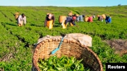 Produção agricola será afectada pelas mudanças climáticas