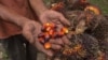 Malaysia Pits Palm Oil Against Fighter Jets in EU Trade Spat