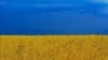 Украинское пшеничное поле. Архивное фото.