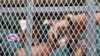 Oeut Ang, known as Choub Samlap or 'meet kill,' sits in a prison truck outside of Phnom Penh Municipal Court, Friday March 24, 2017. (Hean Socheata/ VOA Khmer) 