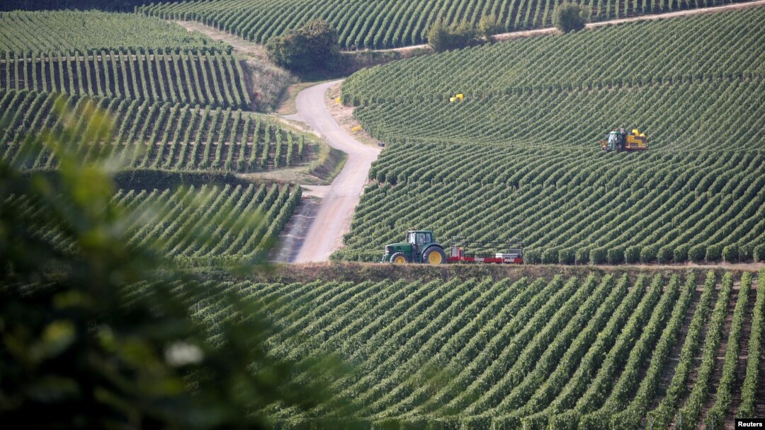 Vista general de los viñedos de Philippe Gonet, durante la tradicional cosecha de la Champaña en Montgueux, Francia, agosto de 2018. Reuters.