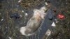 漂入上海郊区的死猪