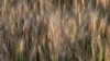 Scientists are creating seeds with more nutrients to help fight world hunger. HarvestPlus, a Washington-based nonprofit, has been fortifying sees with vital nutrients since 2003.