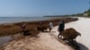 FILE - Workers remove sargassum seaweed from the Bay of Soliman, north of Tulum, Mexico, on Aug. 3, 2022. Belize, which also suffers from the foul-smelling seaweed, said on Oct. 3, 2023, that it plans to turn the stuff into biofuel.