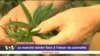 Le marché minier face a l'essor du cannabis
