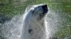 A polar bear refreshes in the water on a hot summer Wednesday, Aug. 19, 2020 at the zoo in Gelsenkirchen, Germany.