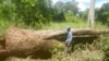 A ranger stands beside a rosewood tree that was illegally felled in a protected forest in the Phnom Tnout Wildlife Sanctuary, Preah Vihear province, Cambodia, April 5, 2018.