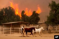 Flames from the Mountain Fire leap along a hillside as horses gallop in an enclosure at Swanhill Farms in Moorpark, Calif., Nov. 7, 2024.