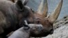 FILE - A 10-day old male rhinoceros calf stands next to its mother 'Kumi' in their enclosure at the zoo in Berlin. The baby rhino, who is yet to be named, is its mother's second offspring.