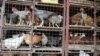 Des poulets à vendre dans des cages au marché de Kibuye dans la capitale ougandaise Kampala, le 17 janvier 2017.