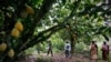 Des étudiants ivoiriens luttent contre la déforestation causée par l'industrie du cacao